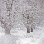 Patru zile de iarna severa cu ninsori si viscol