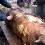 Traditii de Ignat Ce sa faci si sa porti pentru prosperitate