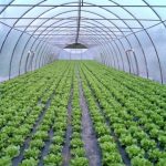 Veste buna pentru fermierii Guvernul renunta la impozitarea serelor