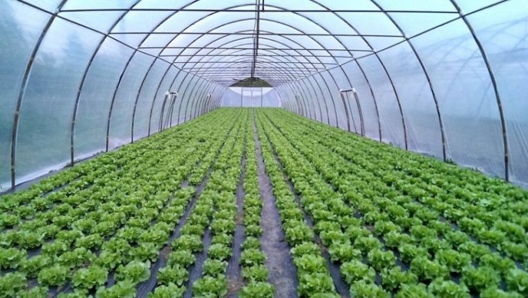 Veste buna pentru fermierii Guvernul renunta la impozitarea serelor