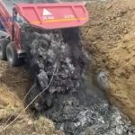 Video Perchezitii la abatoare in Bascov si Baiculesti