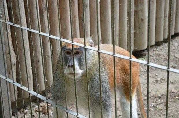 Zoo Pitesti deschisa zilnic de sarbatori