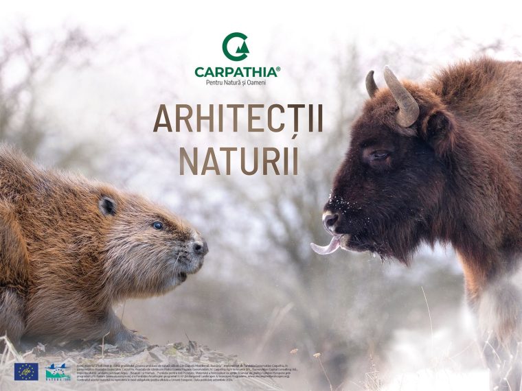 documentarul arhitectii naturii in premiera pe tvr 1 4 decembrie