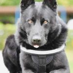 A murit cainele politist uier simbolul MAI