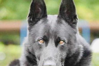 A murit cainele politist uier simbolul MAI