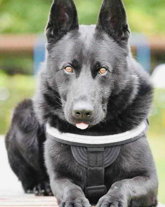 A murit cainele politist uier simbolul MAI