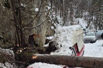 Arge Un brad a cazut pe o masina
