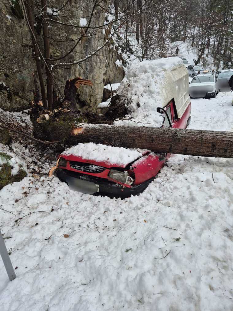 Arge Un brad a cazut pe o masina