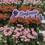 Cand va avea loc Simfonia Lalelelor 2026