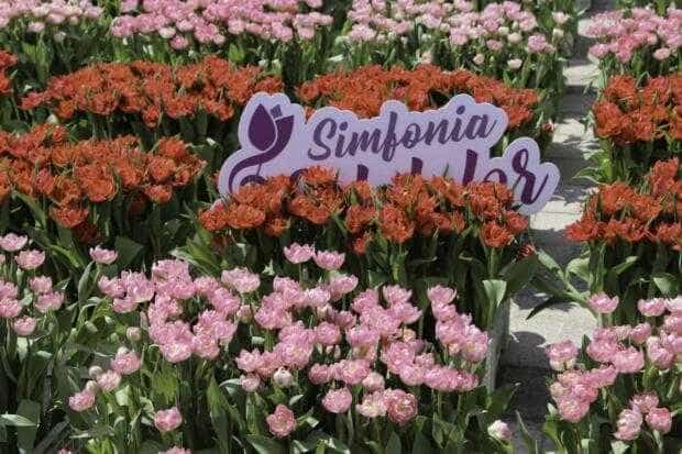 Cand va avea loc Simfonia Lalelelor 2026