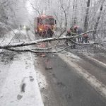 Copac cazut in padurea Trivale pe drumul Gavana