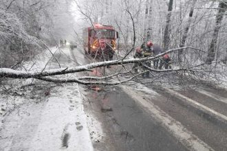 Copac cazut in padurea Trivale pe drumul Gavana