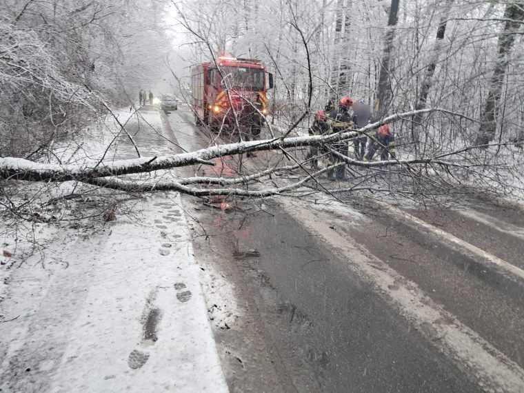 Copac cazut in padurea Trivale pe drumul Gavana