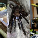 Crescatorie ilegala de vipere si tarantule in Bihor