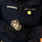 Interventia jandarmilor pentru a salva o bufnita