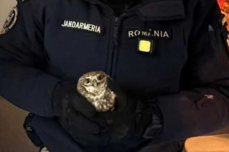 Interventia jandarmilor pentru a salva o bufnita