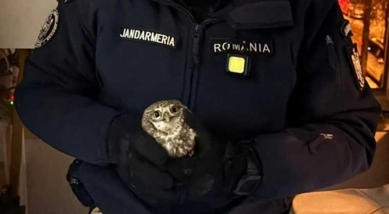 Interventia jandarmilor pentru a salva o bufnita