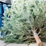 La Mioveni se colecteaza brazii de Craciun gratuit