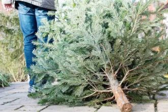La Mioveni se colecteaza brazii de Craciun gratuit
