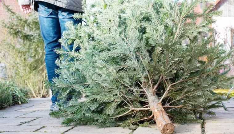 La Mioveni se colecteaza brazii de Craciun gratuit