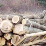 Ministrul Mediului anunta imbunatatirea aplicatiei SUMAL care previne furtul de lemne