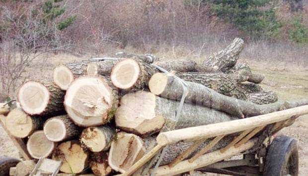 Ministrul Mediului anunta imbunatatirea aplicatiei SUMAL care previne furtul de lemne