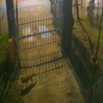 Muzeul Grigore Antipa a publicat imagini rare cu vulpi