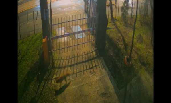 Muzeul Grigore Antipa a publicat imagini rare cu vulpi