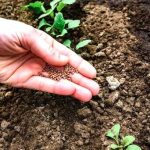 Pasi fundamentali pentru protectia seminteelor inainte de semanat