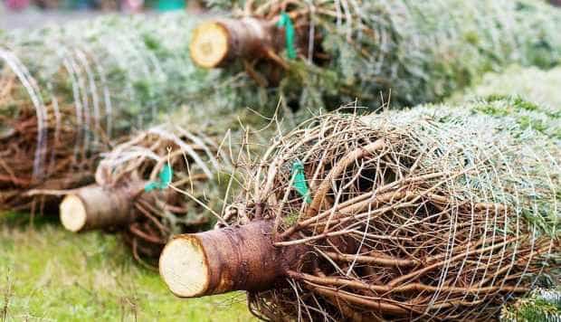 Pitesti Program de colectare a brazilor de Craciun