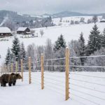 Romania monteaza garduri electrice antiursi in zonele cu risc Investitie de aproape 25 de milioane de lei