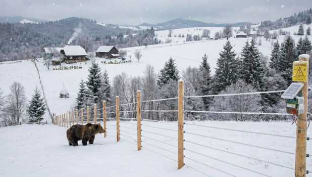 Romania monteaza garduri electrice antiursi in zonele cu risc Investitie de aproape 25 de milioane de lei