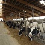 Romania primestes 500 de milioane euro pentru ferme