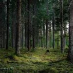 Trupul neinsufletit al unui muncitor in padure