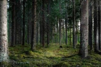 Trupul neinsufletit al unui muncitor in padure