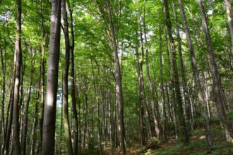 semnal de alarma de la romsilva padurile afectate