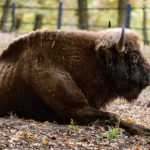 Au fost descoperite alte animale moarte la ferma din Recea Cristur