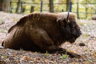 Au fost descoperite alte animale moarte la ferma din Recea Cristur