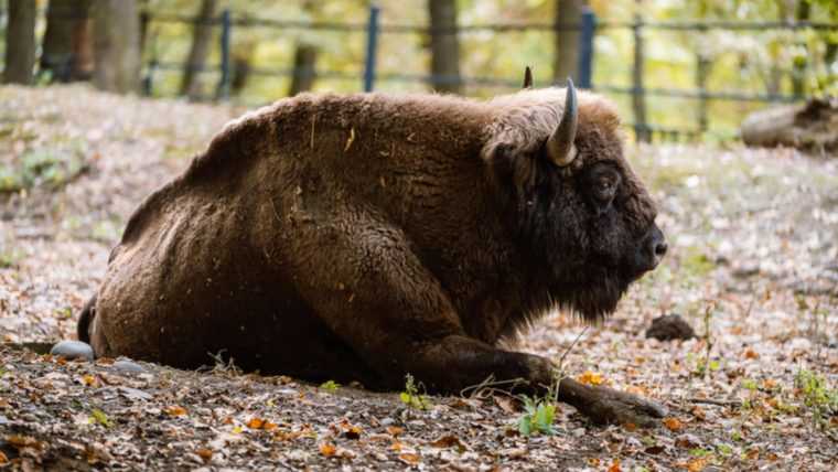 Au fost descoperite alte animale moarte la ferma din Recea Cristur