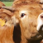 Focar de rabie confirmat in judetul Vrancea