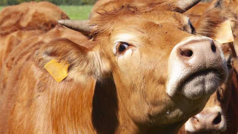 Focar de rabie confirmat in judetul Vrancea