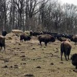 Moartea inexplicabila a peste 200 de animale la ferma de bizoni din Cluj da nastere unei anchete extinse