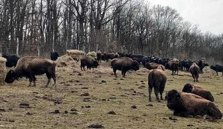Moartea inexplicabila a peste 200 de animale la ferma de bizoni din Cluj da nastere unei anchete