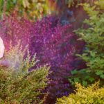 Pitesti Incep stropirile impotriva dau natorilor la plante Programul pe zone