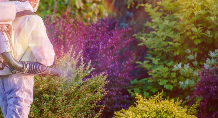 Pitesti Incep stropirile impotriva dau natorilor la plante Programul pe zone