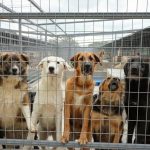 Protest pentru drepturile animalelor sute de oameni s au adunat in fata Palatului Parlamentului si solicita incetarea imediata a eutanasierii in masa