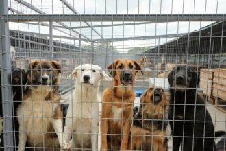 Protest pentru drepturile animalelor sute de oameni s au adunat in fata Palatului Parlamentului si solicita incetarea imediata a eutanasierii in masa