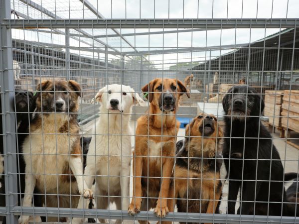 Protest pentru drepturile animalelor sute de oameni s au adunat in fata Palatului Parlamentului si solicita incetarea imediata a eutanasierii in masa