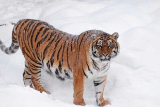 Shere Khan din Dambovita tigrul celebru pe TikTok care a generat o ancheta penala