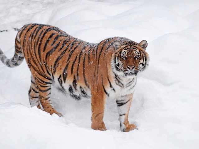 Shere Khan din Dambovita tigrul celebru pe TikTok care a generat o ancheta penala